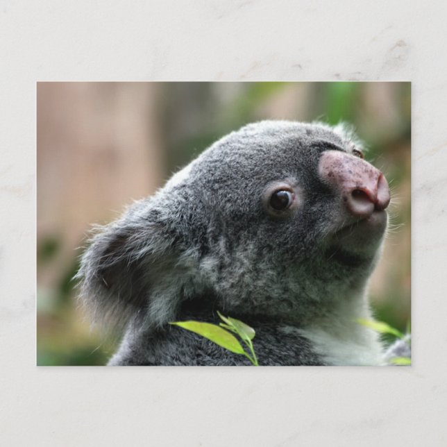 Postal Koala Bear (Anverso)