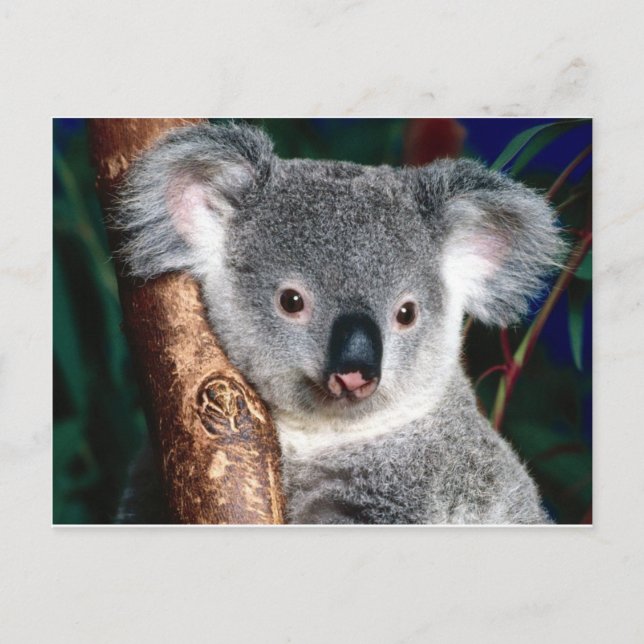 Postal Koala Bear Australia Afuera de la selección de ani (Anverso)