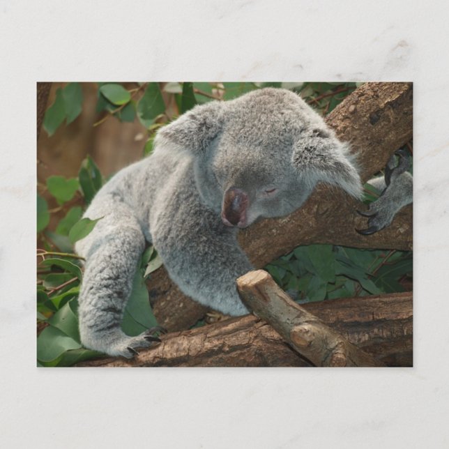 Postal Koala Bear Australia Teddy Sleep (Anverso)