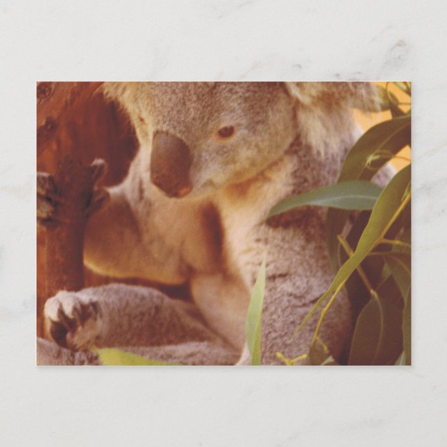 Postal Koala Bear Love (Anverso)