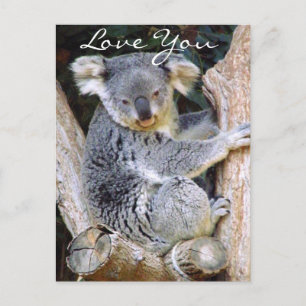 Postal Koala Bear Love_