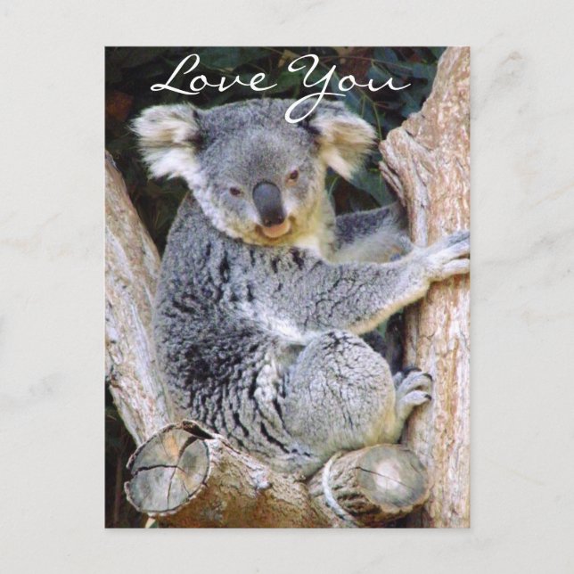 Postal Koala Bear Love_ (Anverso)