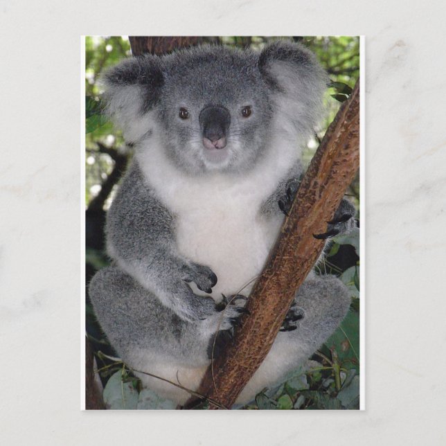 Postal Koala Bears (Anverso)