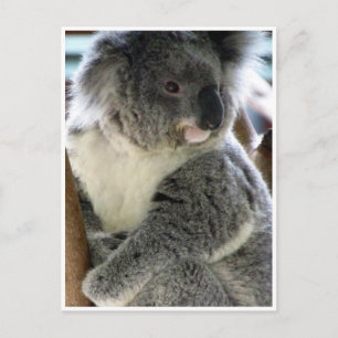Postal koala cariñosamente