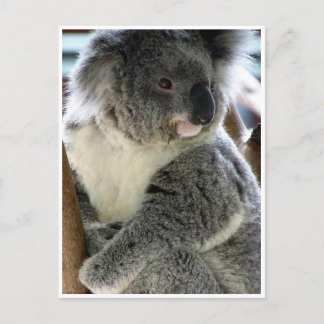 Postal koala cariñosamente (Anverso)