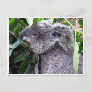 Postal koala come
