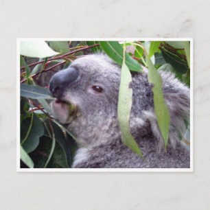 Postal koala come