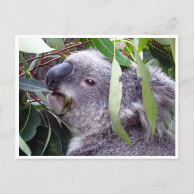 Postal koala come (Anverso)
