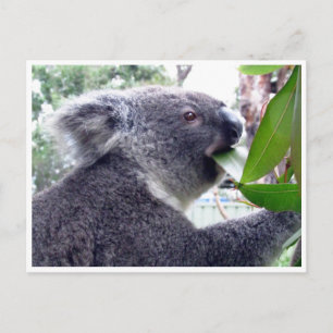 Postal koala come