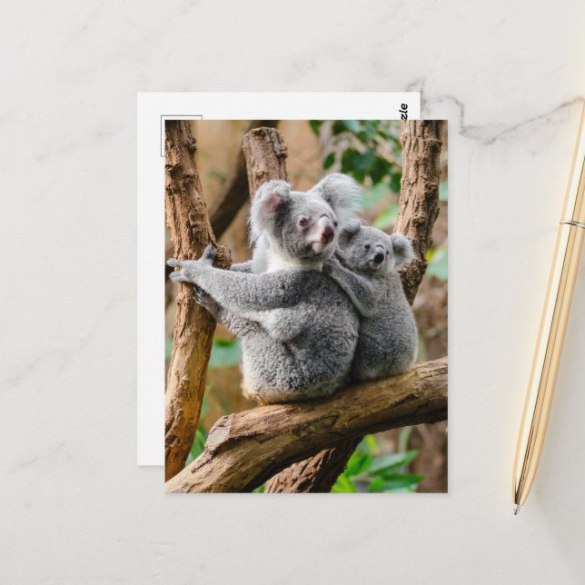 Postal Koala con un bebé en un árbol en Australia (Anverso/Reverso In Situ)