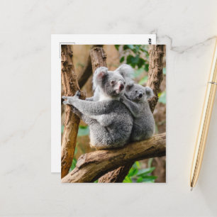 Postal Koala con un bebé en un árbol en Australia