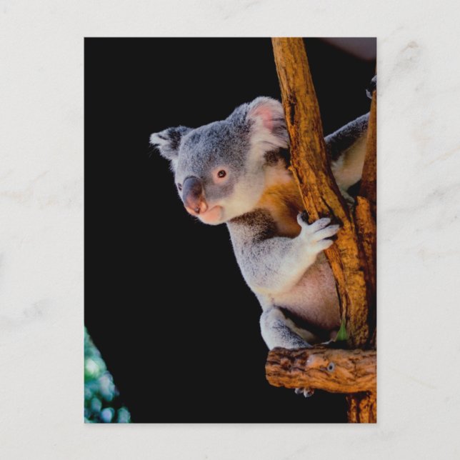 Postal Koala Cute en gris árbol (Anverso)