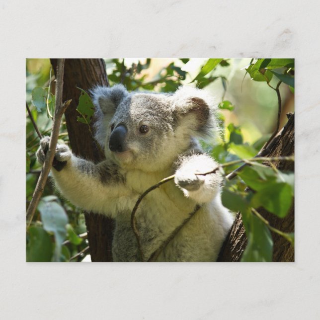 Postal Koala cutie (Anverso)