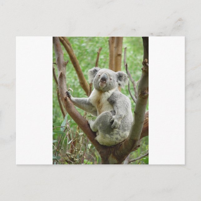 Postal Koala de Kuddly (Anverso)