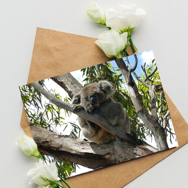Postal Koala - Dormido (Subido por el creador)