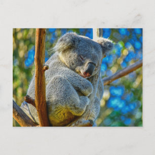 Postal Koala durmiendo tranquilamente en un árbol