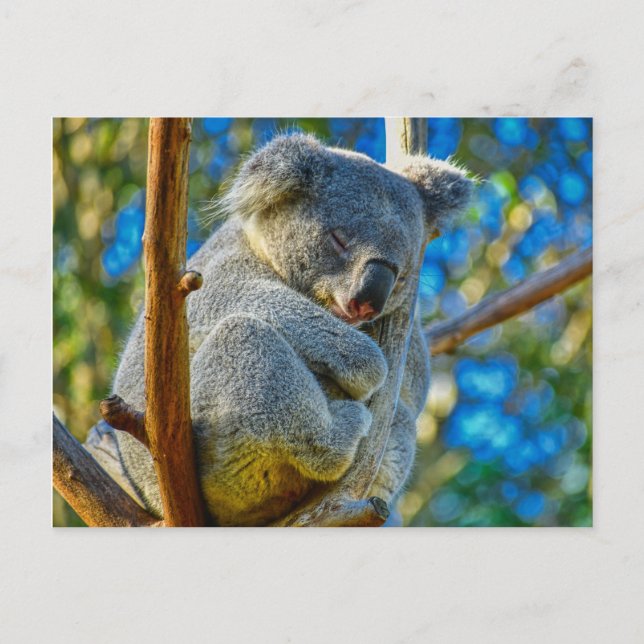 Postal Koala durmiendo tranquilamente en un árbol (Anverso)
