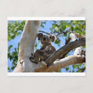 POSTAL KOALA EN ÁRBOL RURAL QUEENSLAND AUSTRALIA