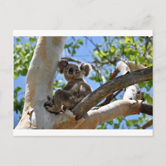 POSTAL KOALA EN TREE QUEENSLAND AUSTRALIA (Anverso)