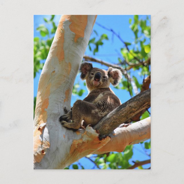 POSTAL KOALA EN TREE QUEENSLAND AUSTRALIA (Anverso)