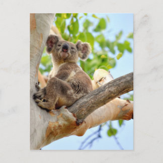 POSTAL KOALA EN TREE QUEENSLAND AUSTRALIA