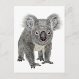 Postal Koala esperando hacia adelante
