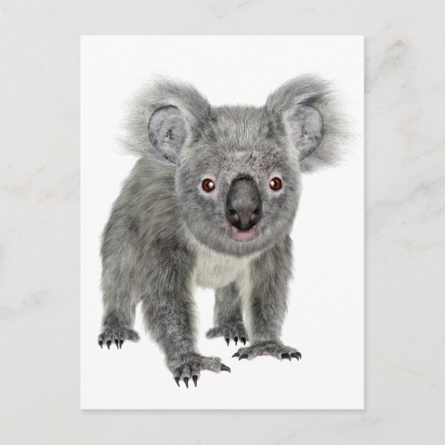 Postal Koala esperando hacia adelante (Anverso)
