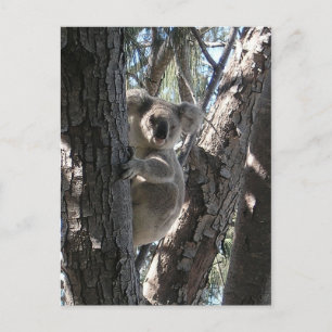 Postal Koala joven, bahía de Geoffrey, isla magnética