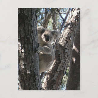 Postal Koala joven, bahía de Geoffrey, isla magnética