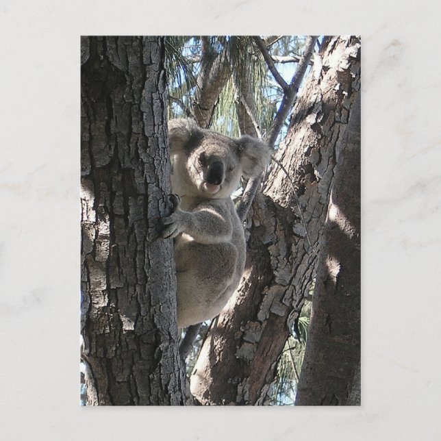 Postal Koala joven, bahía de Geoffrey, isla magnética (Anverso)