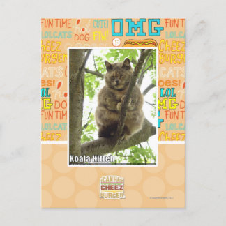 Postal Koala Kitteh