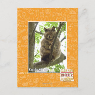 Postal Koala Kitteh