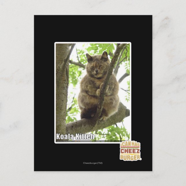 Postal Koala Kitteh (Anverso)