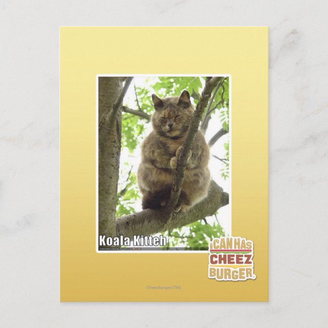 Postal Koala Kitteh (Anverso)