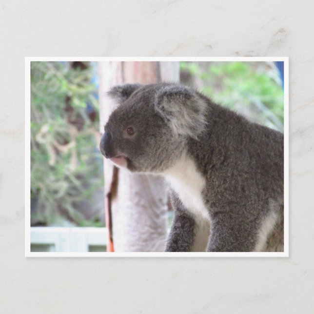 Postal koala linda (Anverso)