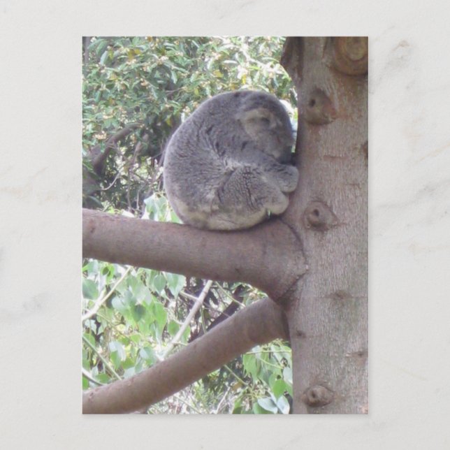 Postal Koala mimosa (Anverso)
