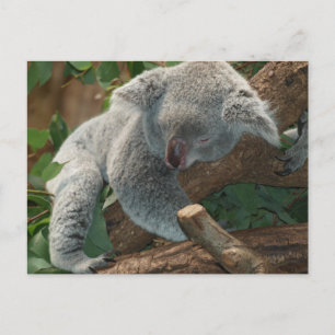 Postal Koala Oso Dormido Lindo