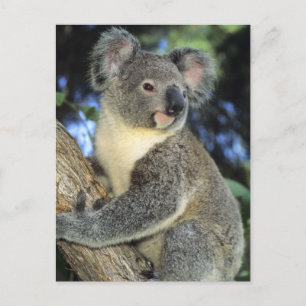 Postal Koala, Phascolarctos cinereus), Australia,