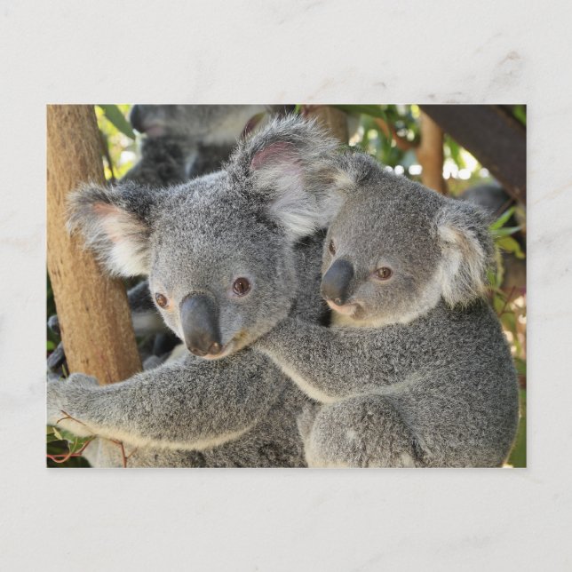 Postal Koala Phascolarctos cinereus Queensland . (Anverso)