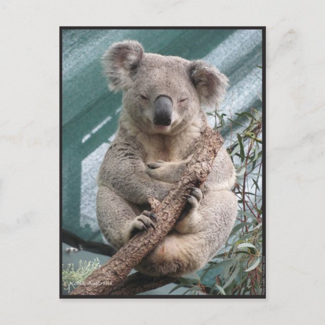 Postal Koala, postal, 2013, 4,25" x 5,6" (Anverso)