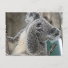 Postal Koala QLD Australia