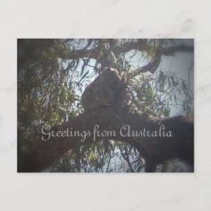 Postal Koala recibe saludos de Australia