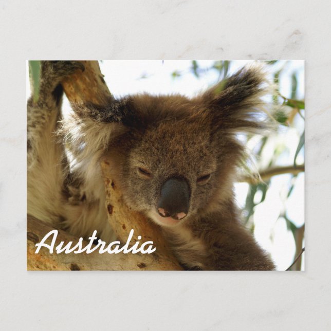 Postal Koala salvaje durmiendo en un árbol de eucalipto,  (Anverso)