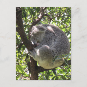 Postal koala somnolienta