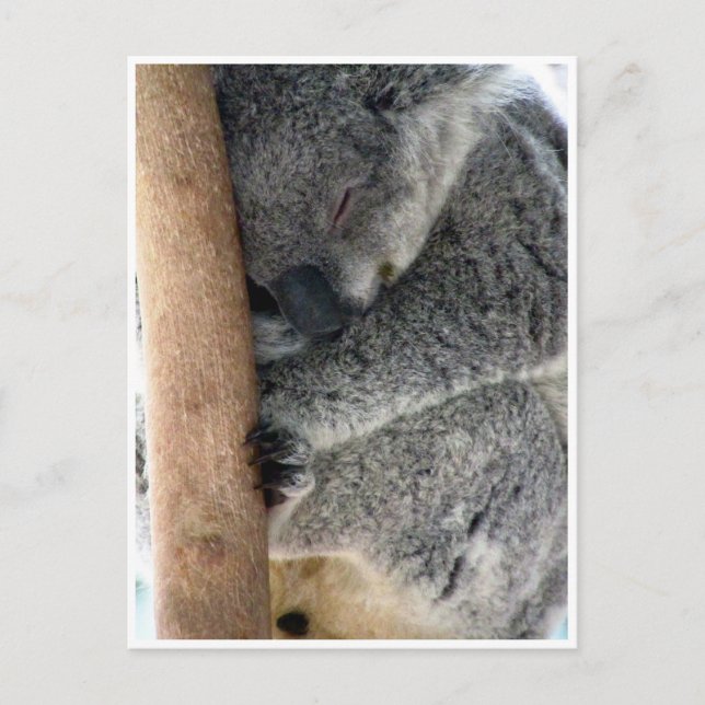 Postal koala somnolienta (Anverso)