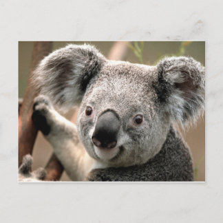 Postal koala un animal unico