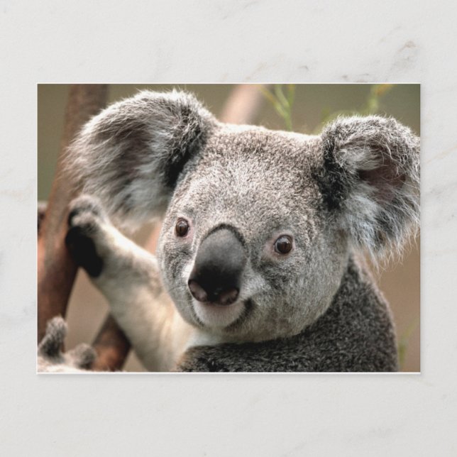 Postal koala un animal unico (Anverso)