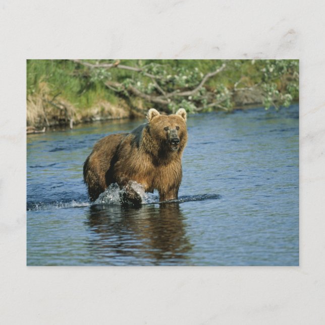 Postal Kodiak Bear (Anverso)
