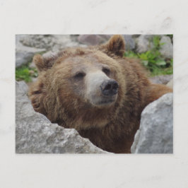 Postal Kodiak Bear