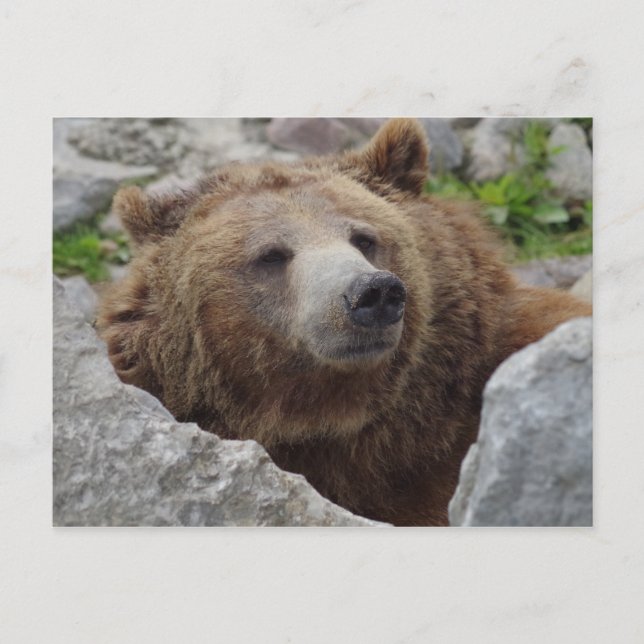 Postal Kodiak Bear (Anverso)